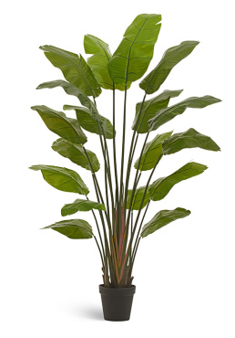 Стрелиция Traveller (Sensitive Botanic)