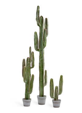 Кактус Цереус Мексиканский