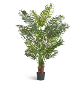 Пальма Арека Хризалидокарпус New