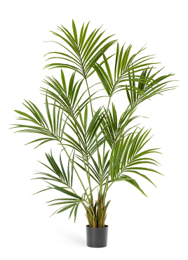 Пальма Кентия (Ховея)