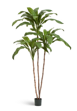 Кордилина Фрутикоза зелёная