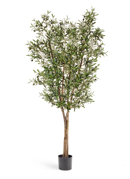 Олива Нэйчерел с плодами