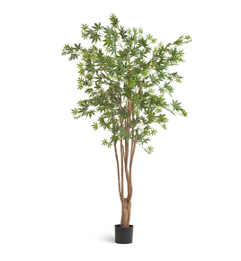 Клён японский Вайлд зелёный