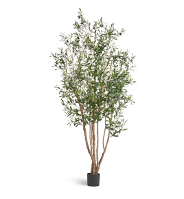 Олива Вайлд с плодами