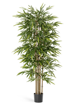 Бамбук Новый