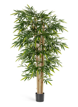 Бамбук Новый гигантский