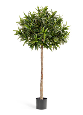 Кротон Голдфингер зонтичный 150 см