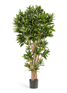 Кротон Голдфингер Рефлекса