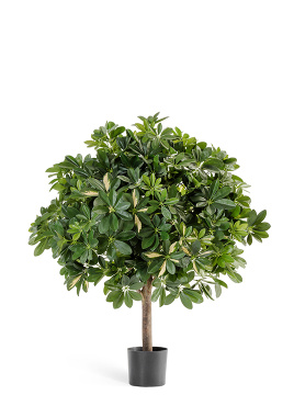 Шеффлера гигантский шар пёстрая 110 см