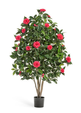 Камелия Японика тёмно-розовая