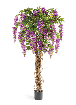 Вистерия лиана сиреневая