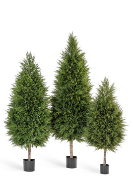 Кипарис Тауэр уличный