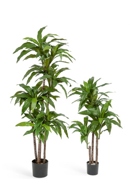 Драцена Джанет Крейг зелёная