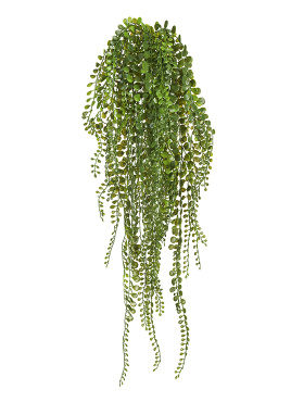 Пилея Глаукофилла зелёная ампельная