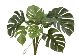 Монстера куст