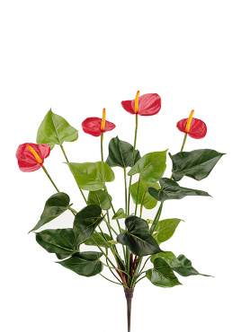 Антуриум куст де люкс красный