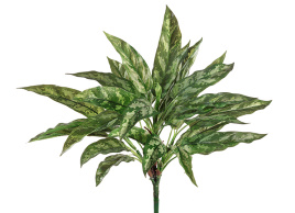 Аглаонема Сильвер Квин куст