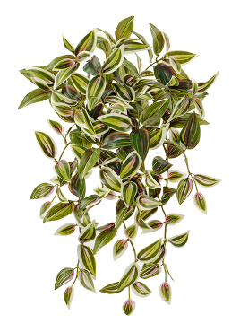 Традесканция зелёно-бело-розовая ампельная