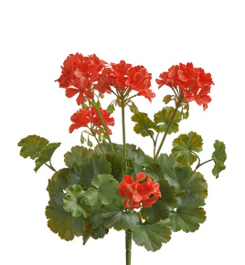 Герань красная цветущий куст (UV-фильтр)