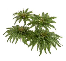 Папоротник Бостон Новый натуральный зеленый