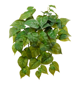 Филодендрон крупнолистный ампельный малый