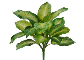 Диффенбахия золотая куст