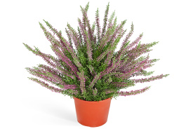 Эрика (вереск) большой куст тёмно-сиреневый