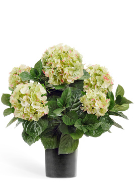 Гортензия куст большой кремово-зелёный в горшке