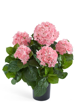 Гортензия куст большой розовый в горшке