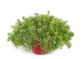 Дасти Миллер куст в горшочке