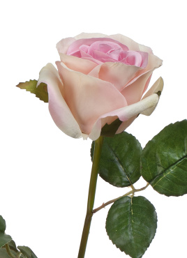 Роза Джулии нежно-розовая с кремовым 