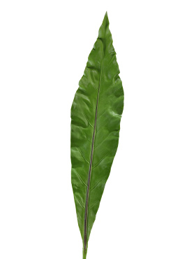 Лист Антуриума Король Джунглей