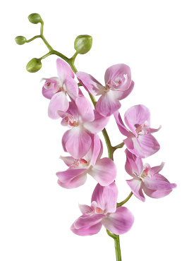 Орхидея Фаленопсис Элегант розово-белая