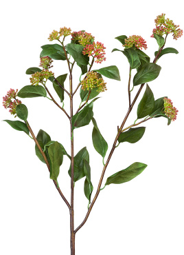 Ветвь Калликарпы зелёно-бордовая