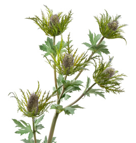 Эрингиум Гигант дымчато-фиолетово-зелёный