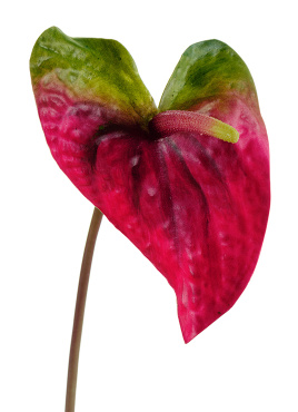 Антуриум Макс зелёный с малиново-бордовым