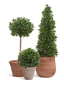 Сет № 33 - Композиция с Лаврами в кашпо Treez Ergo Italica