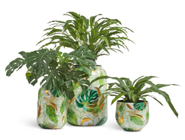 Сет № 56 - Композиция с Каталеей, Монстерой и Асплениумом в кашпо Treez Effectory Savage Garden