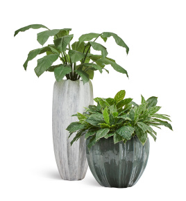 Сет № 120 - Композиция со спацифиллумом в кашпо Treez Effectory Aura