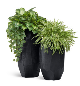 Сет № 162 - Композиция с Хостой и Хлорофитумом в кашпо Treez Effectory Anthra