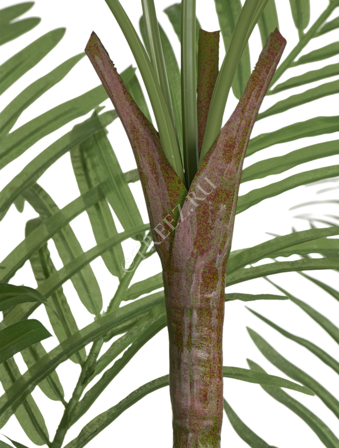 Пальма Бамбуковая фото