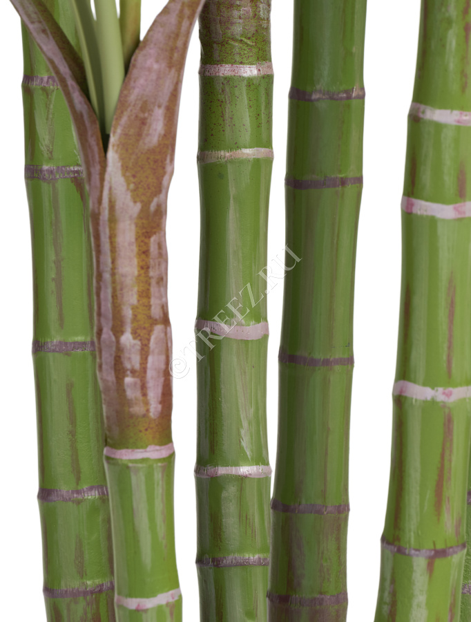 Пальма Бамбуковая фото