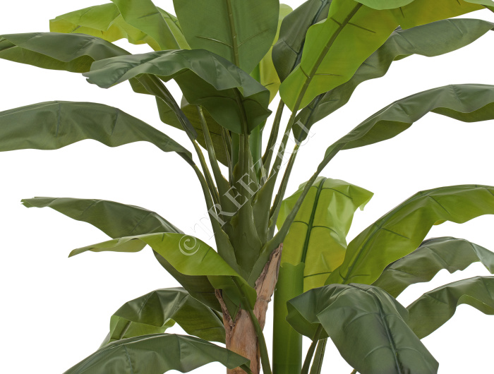 Банановое дерево  фото