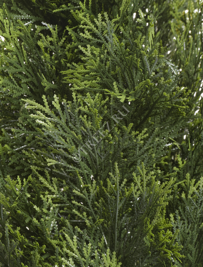 Туя Брабант пушистая уличная фото