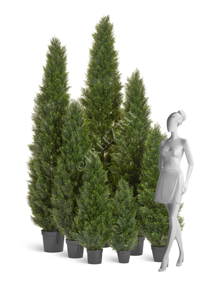 Туя Брабант пушистая уличная фото