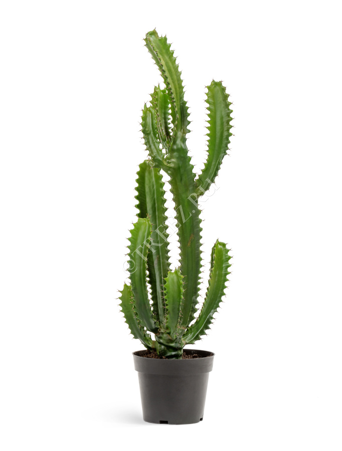 Кактус Цереус Стайл фото