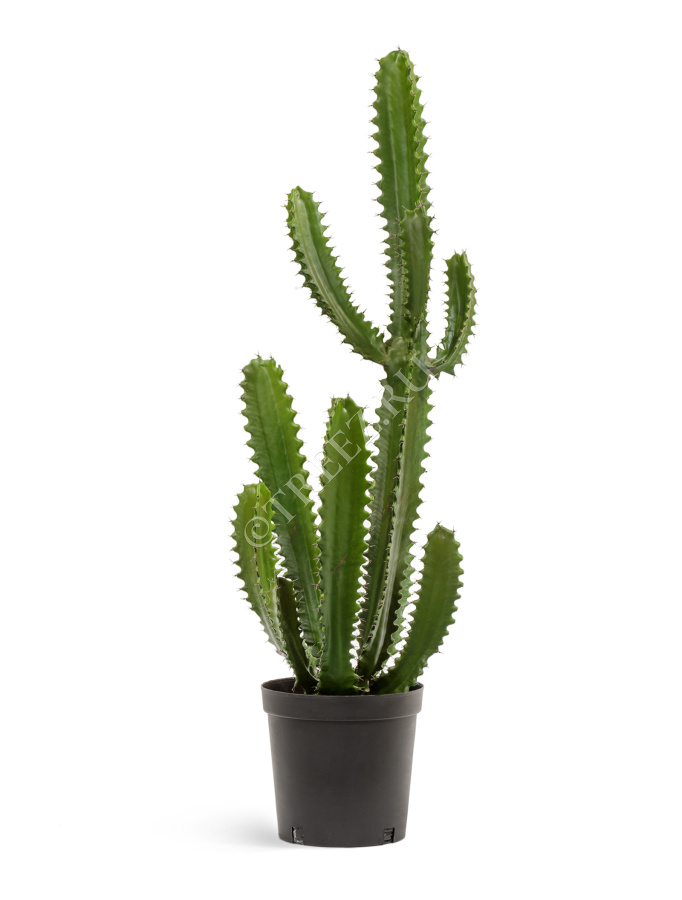 Кактус Цереус Стайл фото