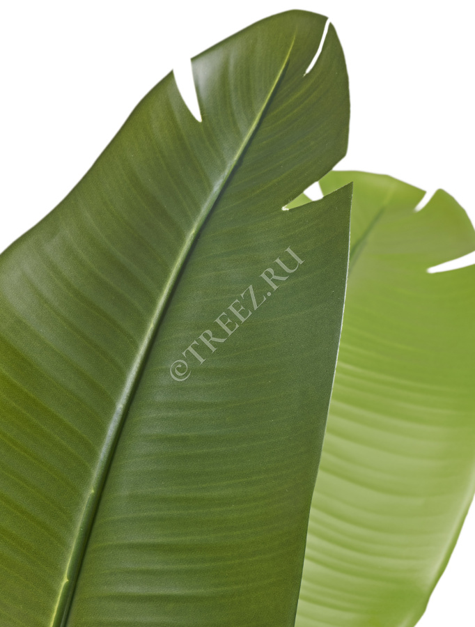 Стрелиция New Style (Sensitive Botanic) фото