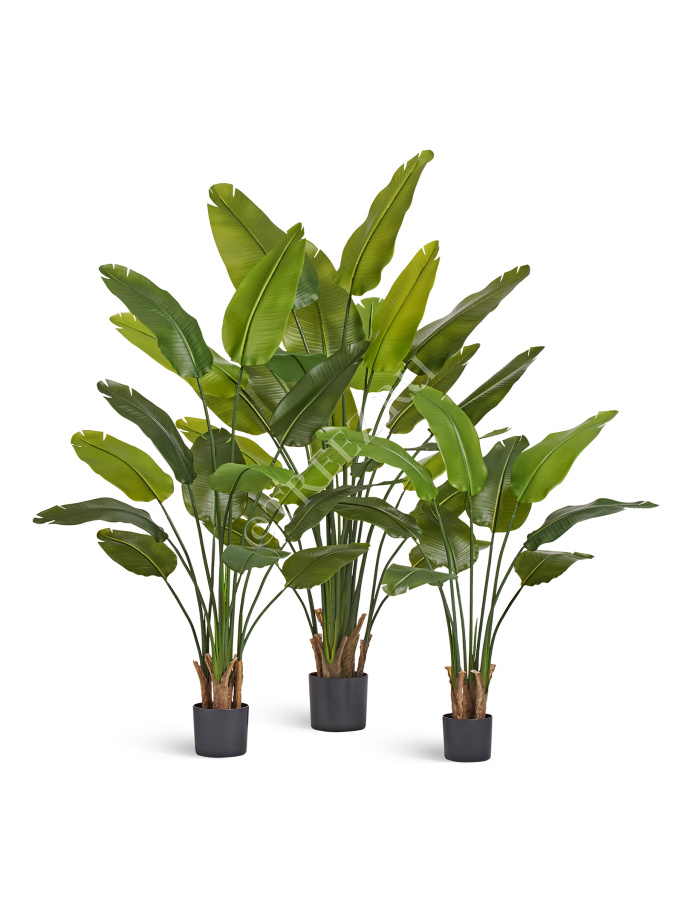 Стрелиция New Style (Sensitive Botanic) фото