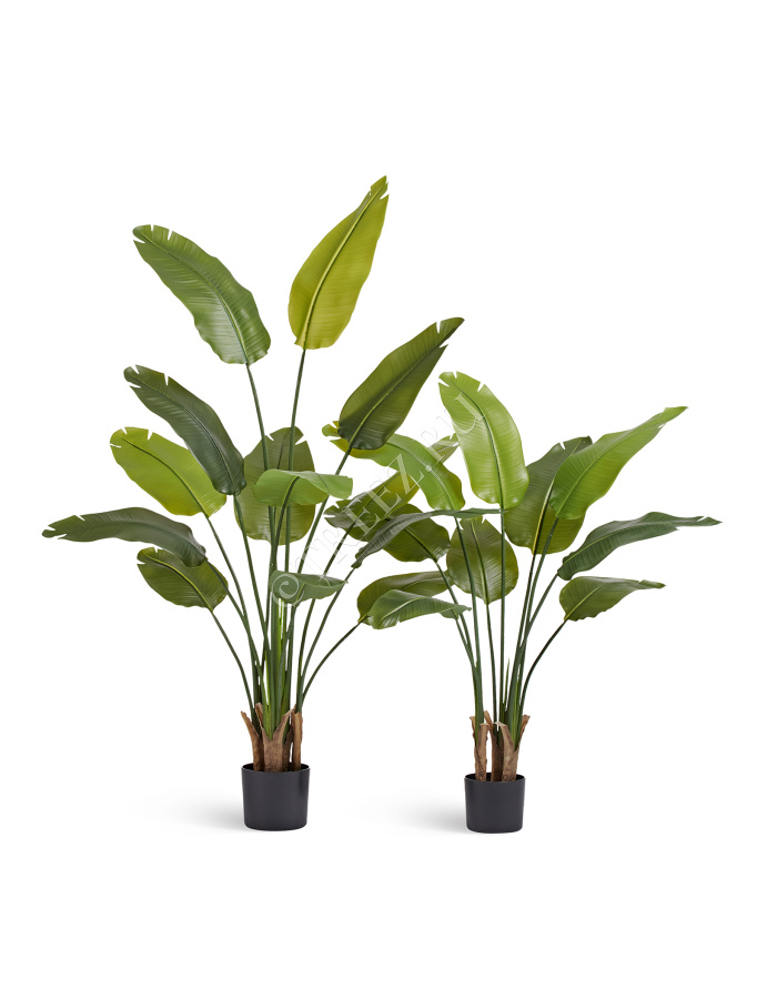 Стрелиция New Style (Sensitive Botanic) фото